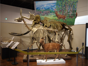 しるしるＦＯＳＳＩＬ