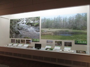 13匹のカエルと5匹のサンショウウオ02