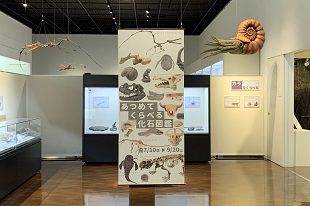 あつめて くらべる 化石図鑑01