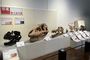 あつめて くらべる 化石図鑑02