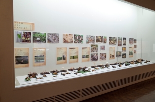 きのこのロンド02