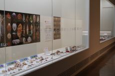 きれいな貝のふしぎな話01