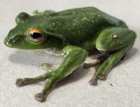 那須塩原市の両生類